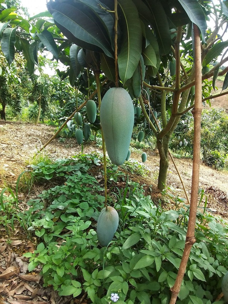 Giống xoài Đài Loan có trái trên cây