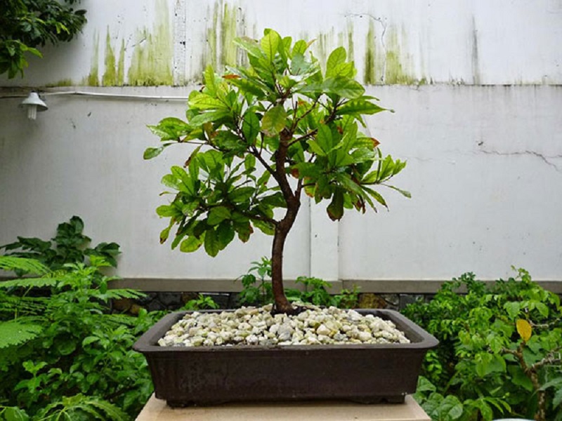 Cây được làm bonsai