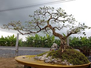Một cây nguyêt quế bonsai giá trị cao tại Tiền Giang