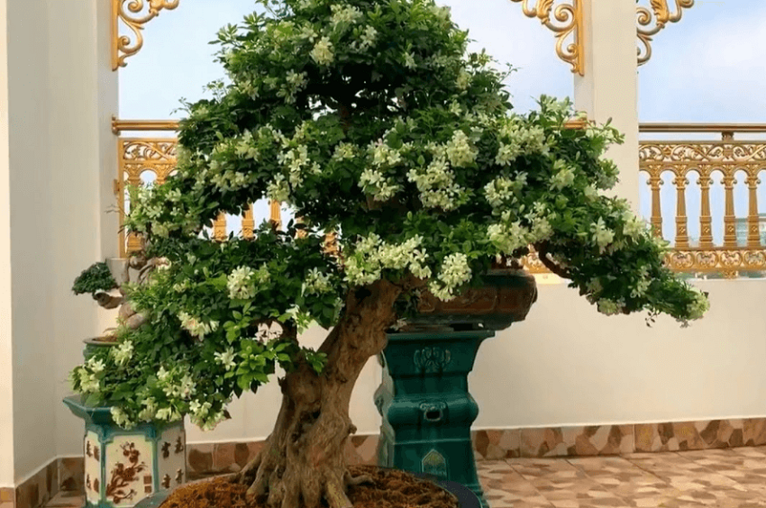 Nguyệt quế bonsai mini trên chậu cạn