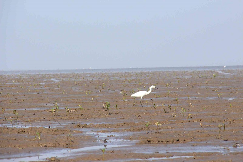 Cây đước mọc tự nhiên ở các vùng đầm lầy ven biển Việt Nam