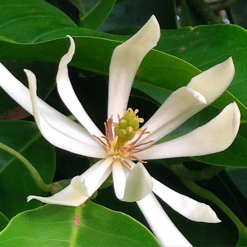 Một bông hoa ngọc lan trắng