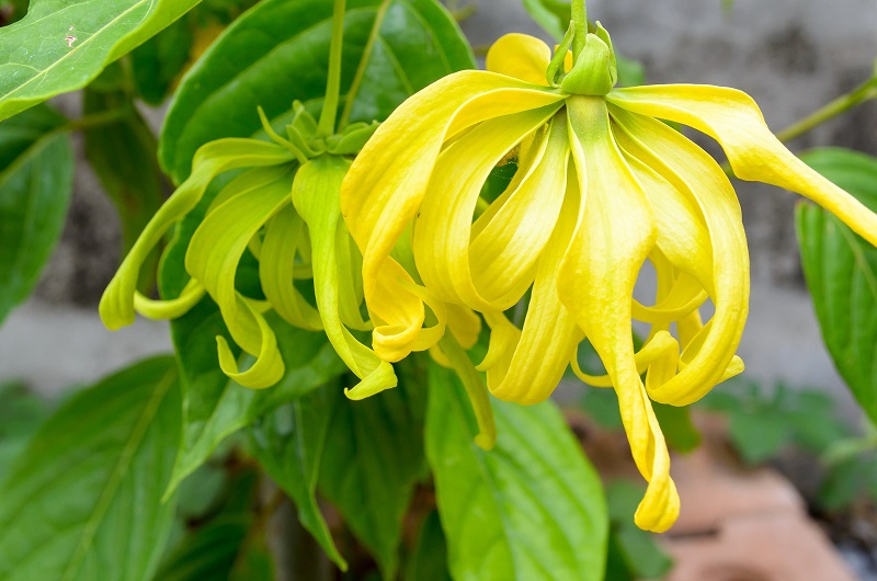 Loại hoa màu vàng, một trong hai loại phổ biến nhất
