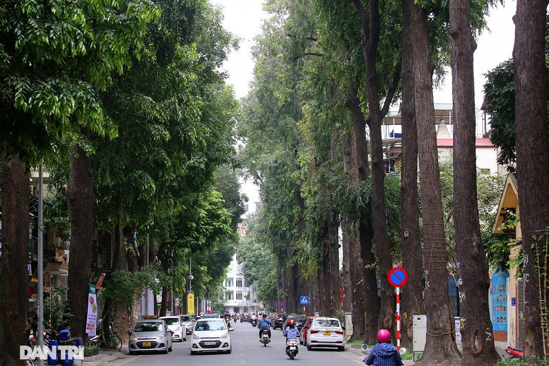 Hàng cây cổ thụ trên đường phố Sài Gòn