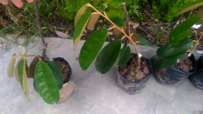 Cây giống sầu riêng ruột đỏ ghép tại Việt Nam