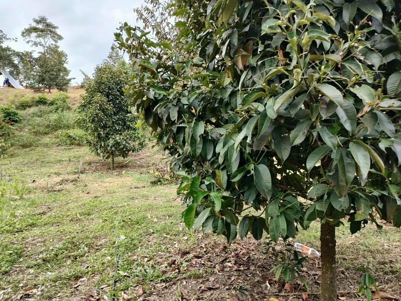 Cây cổ thụ trong vườn trồng đặc sản
