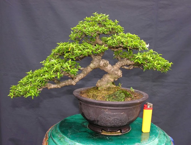 Một cây mai chiếu thủy bonsai nhỏ