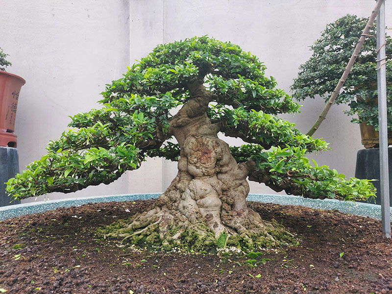 Một cây mai chiếu thủy bonsai khủng